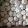 hot sale size 5.0 up china fresh garlic normal white